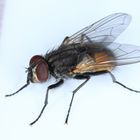 Stubenfliege, Housefly, Hausfliege