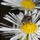 Stubenfliege mal nicht in der guten Stube