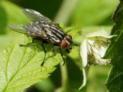 Stubenfliege (Musca domestica)