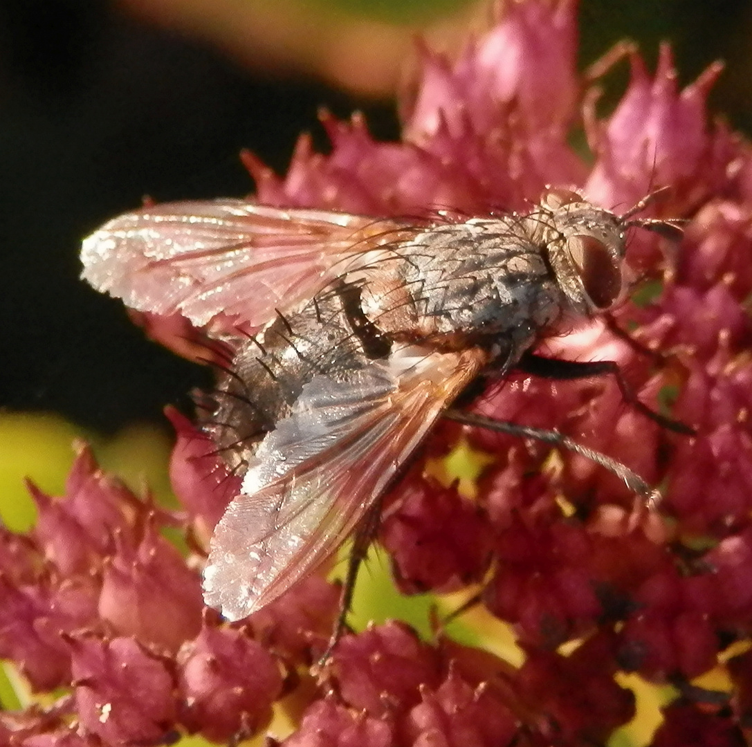 Stubenfliege (Musca domestica)