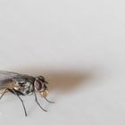 Stubenfliege (Musca domestica)