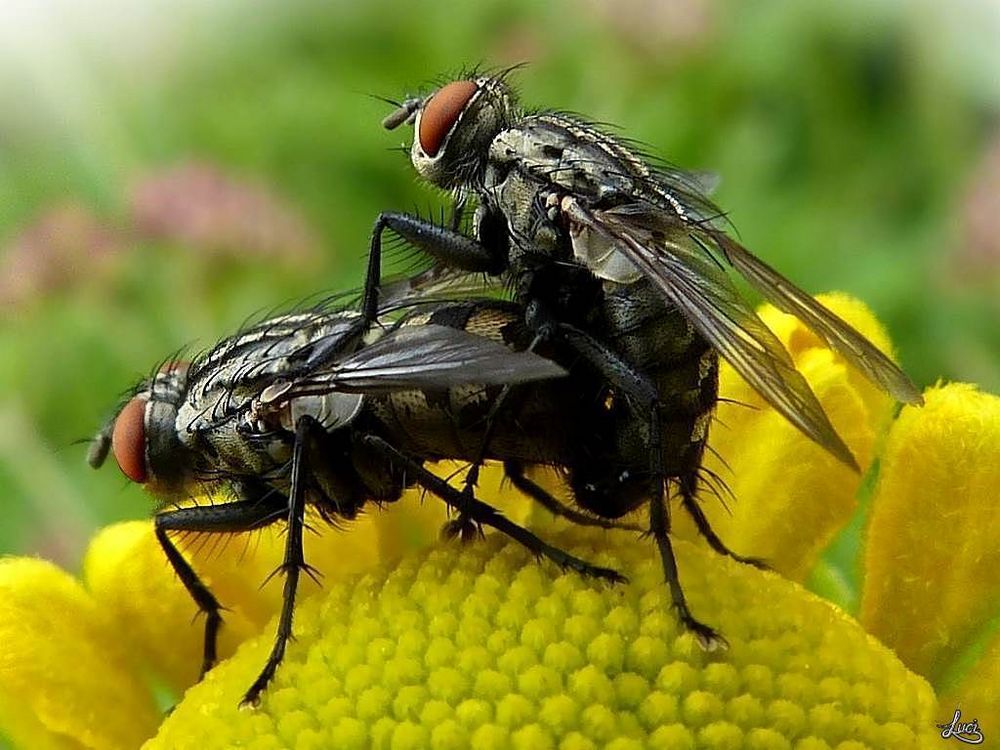 Stubenfliege Musca domesticus Foto & Bild | tiere, natur Bilder auf