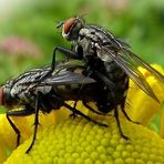 Stubenfliege Musca domesticus