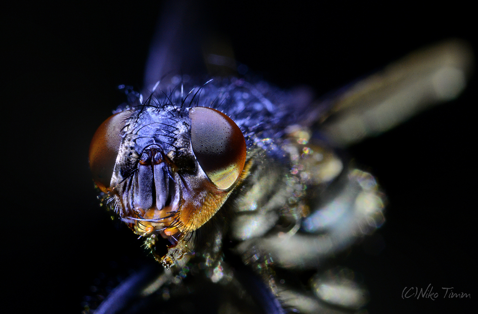 Stubenfliege Puck II Foto &amp; Bild tiere, wildlife, insekten Bilder auf