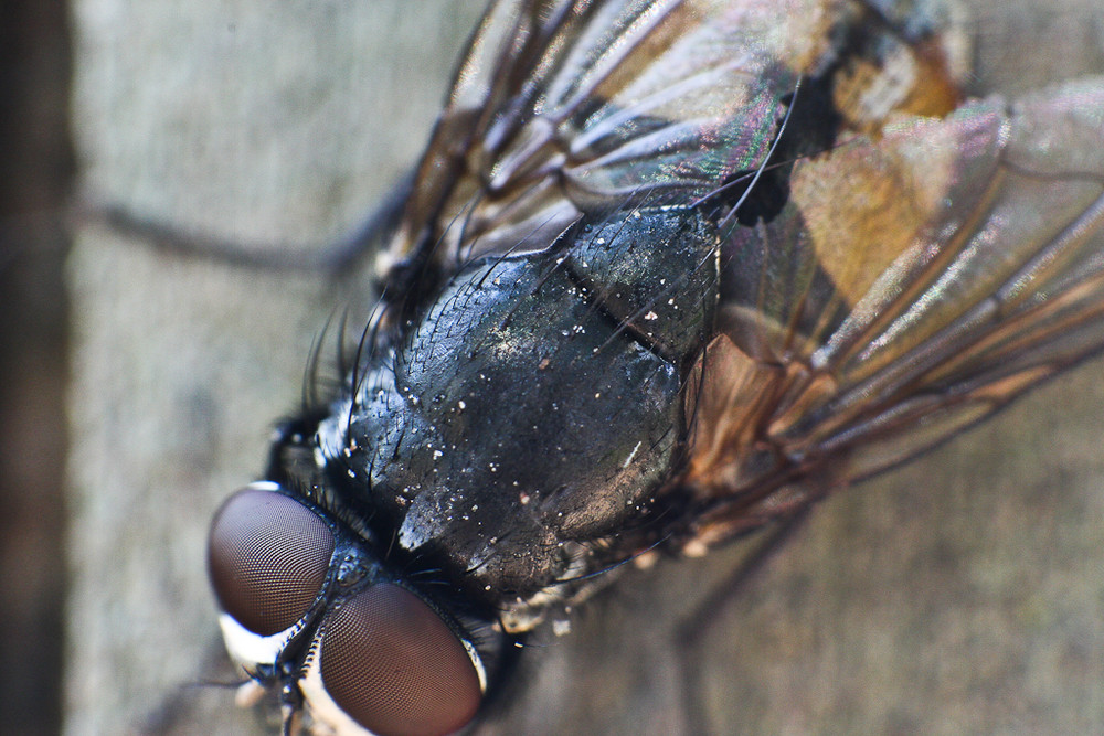 Stubenfliegenmakro