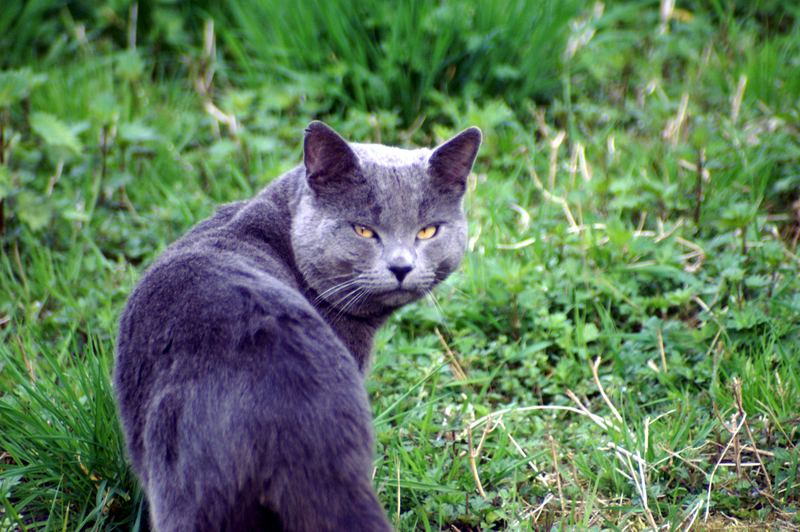 Stubentieger auf der Wiese nebenan