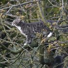 Stubentiger auf der Jagd