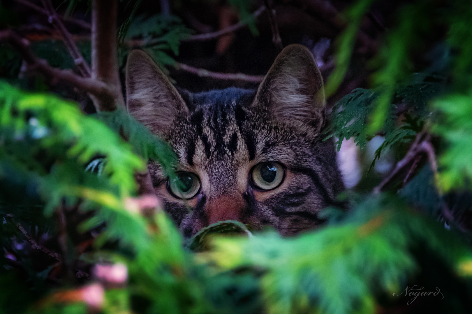 Stubentiger auf der Jagd