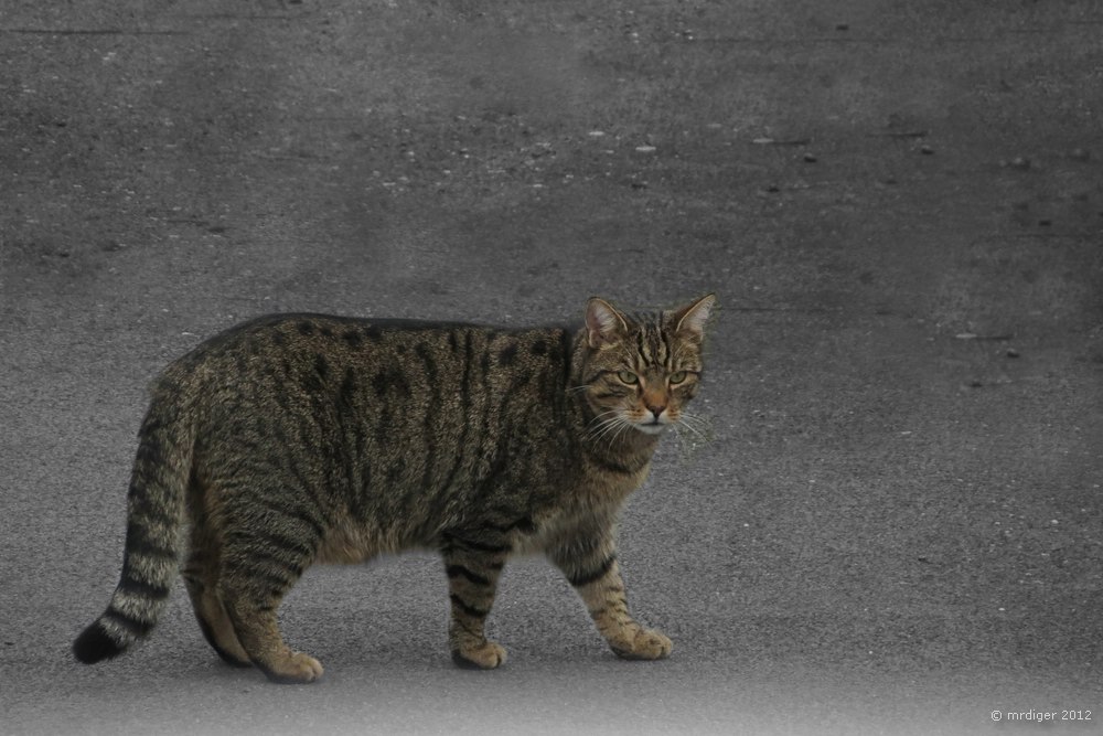 Stubentiger auf Streifzug