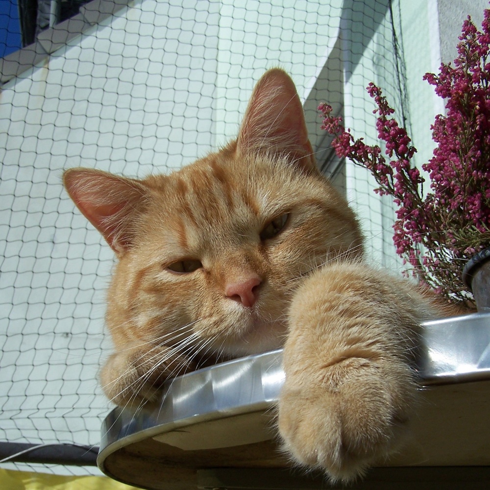 Stubentiger beim Sonnenbad