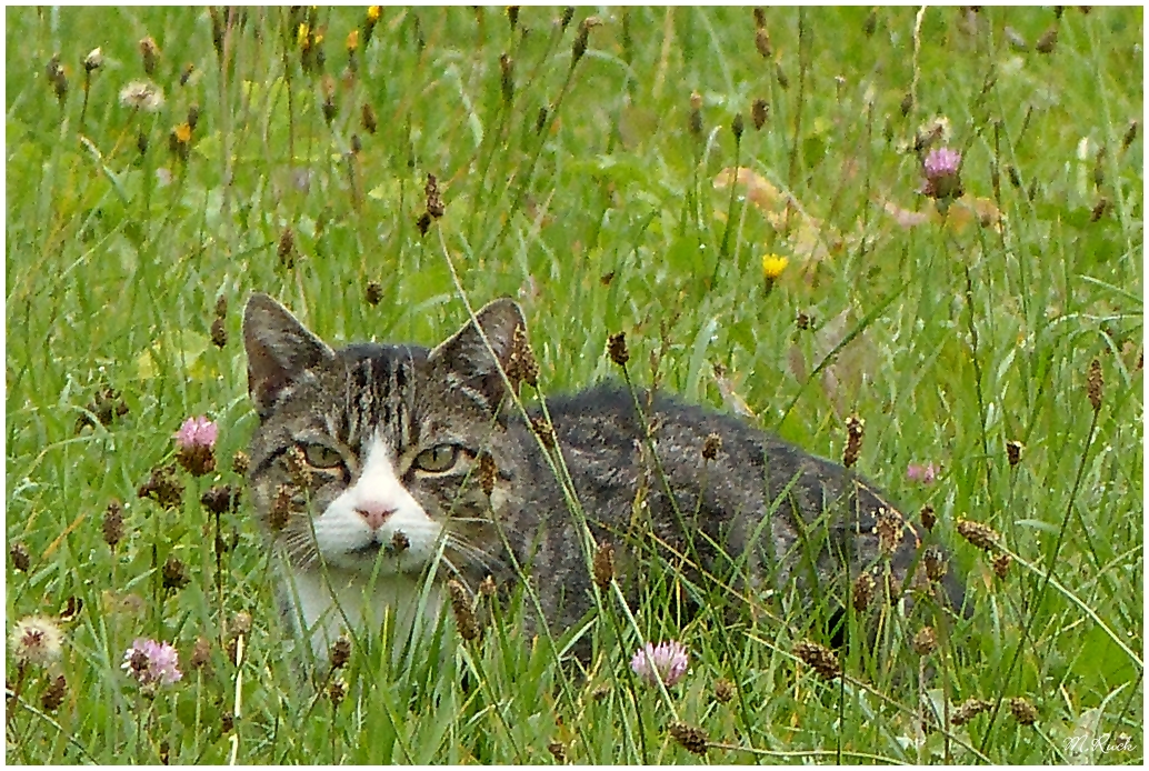 Stubentiger im tiefen Gras