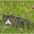 Stubentiger im tiefen Gras