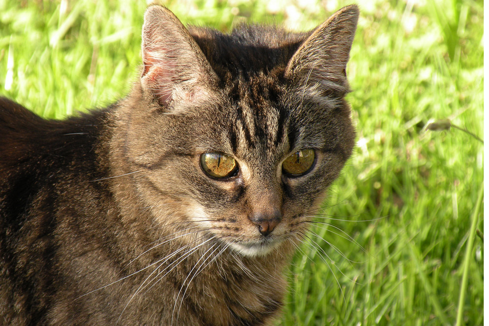 Stubentiger "Susi" auf der Jagd