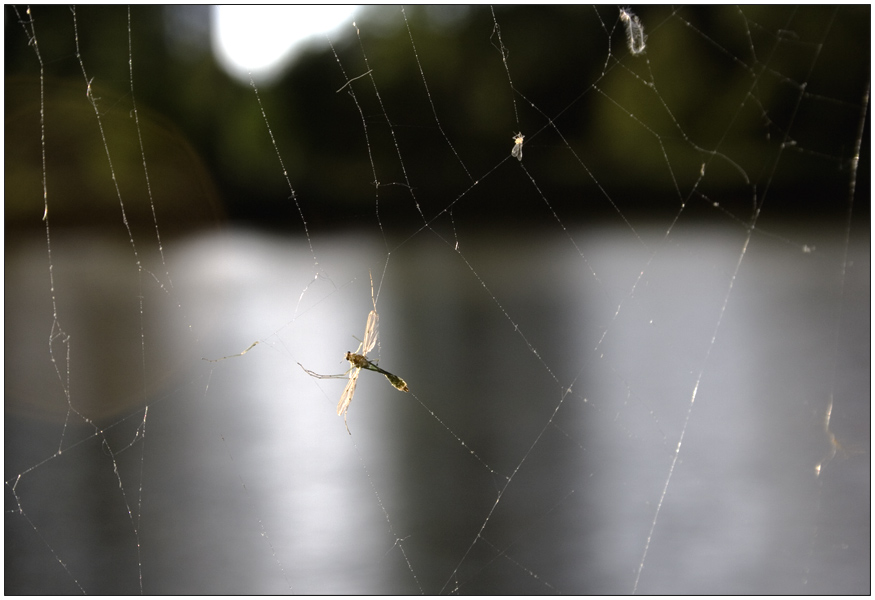 stuck in the web