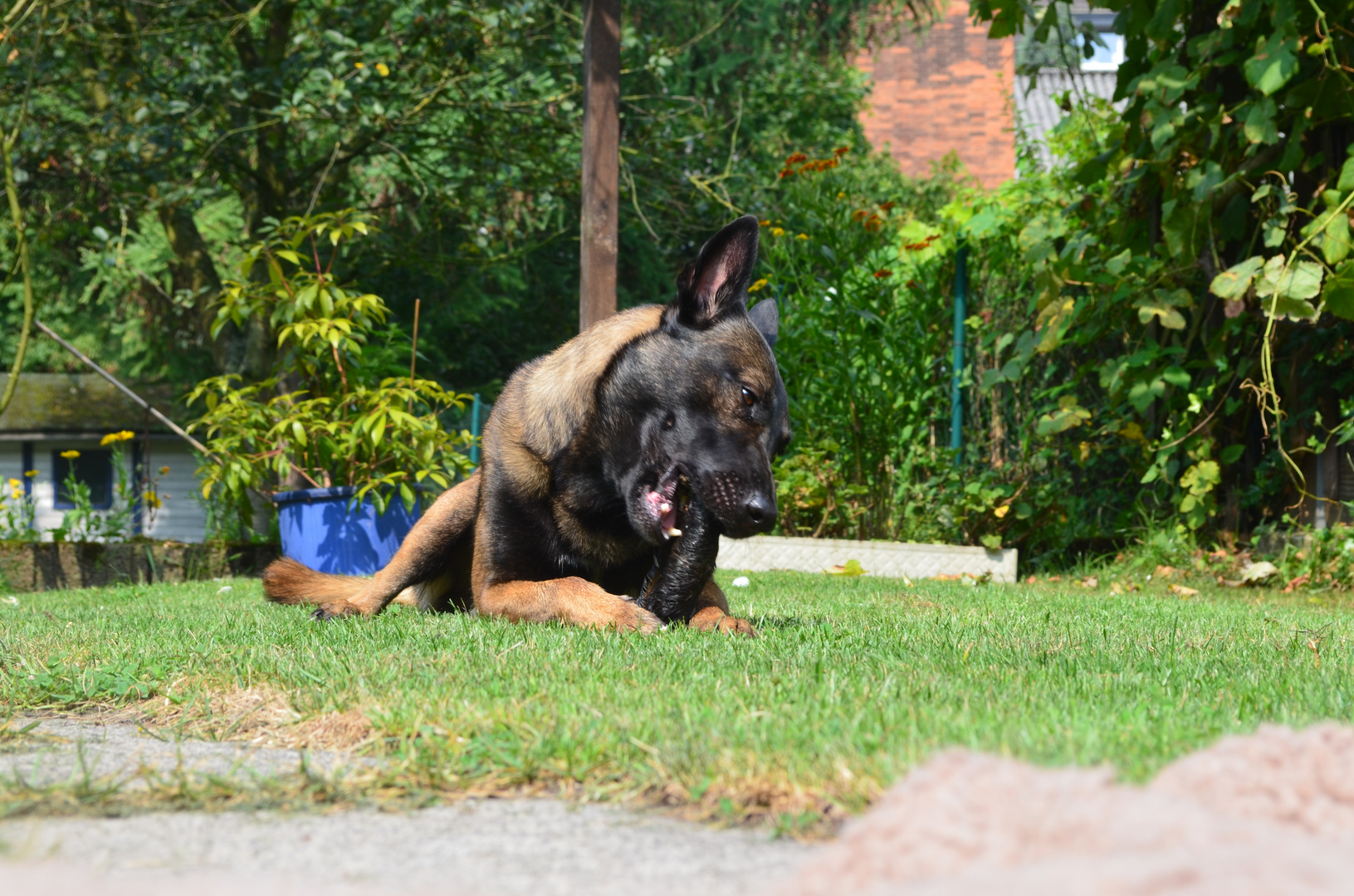 Studebakers Hawk , 4,5j Malinois