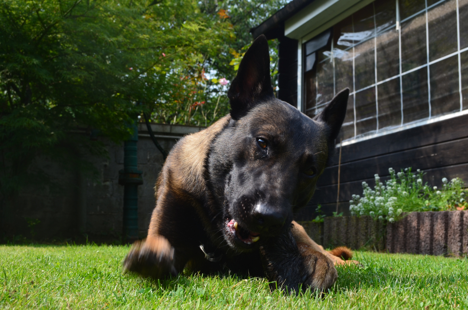 Studebakers Hawk , 4,5j Malinois "Du darfst gehen.........Aber deine Kopfhaut bleibt hier!"