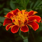 Studentenblümchen beim Opa im Garten