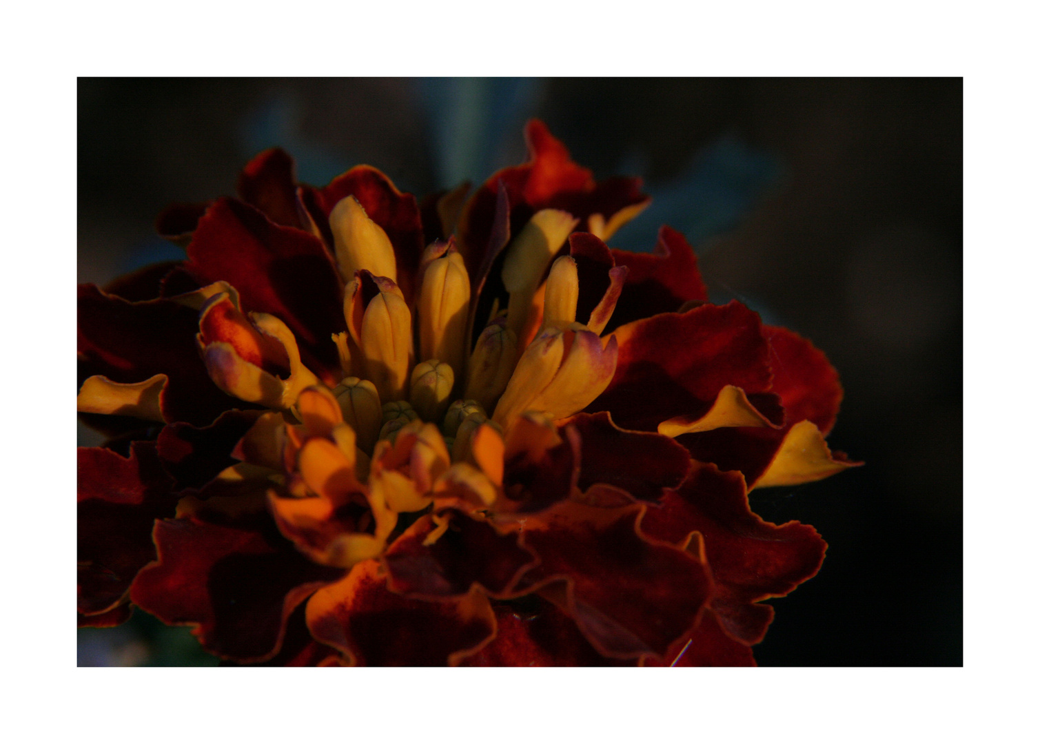 Studentenblüte im Abendlicht