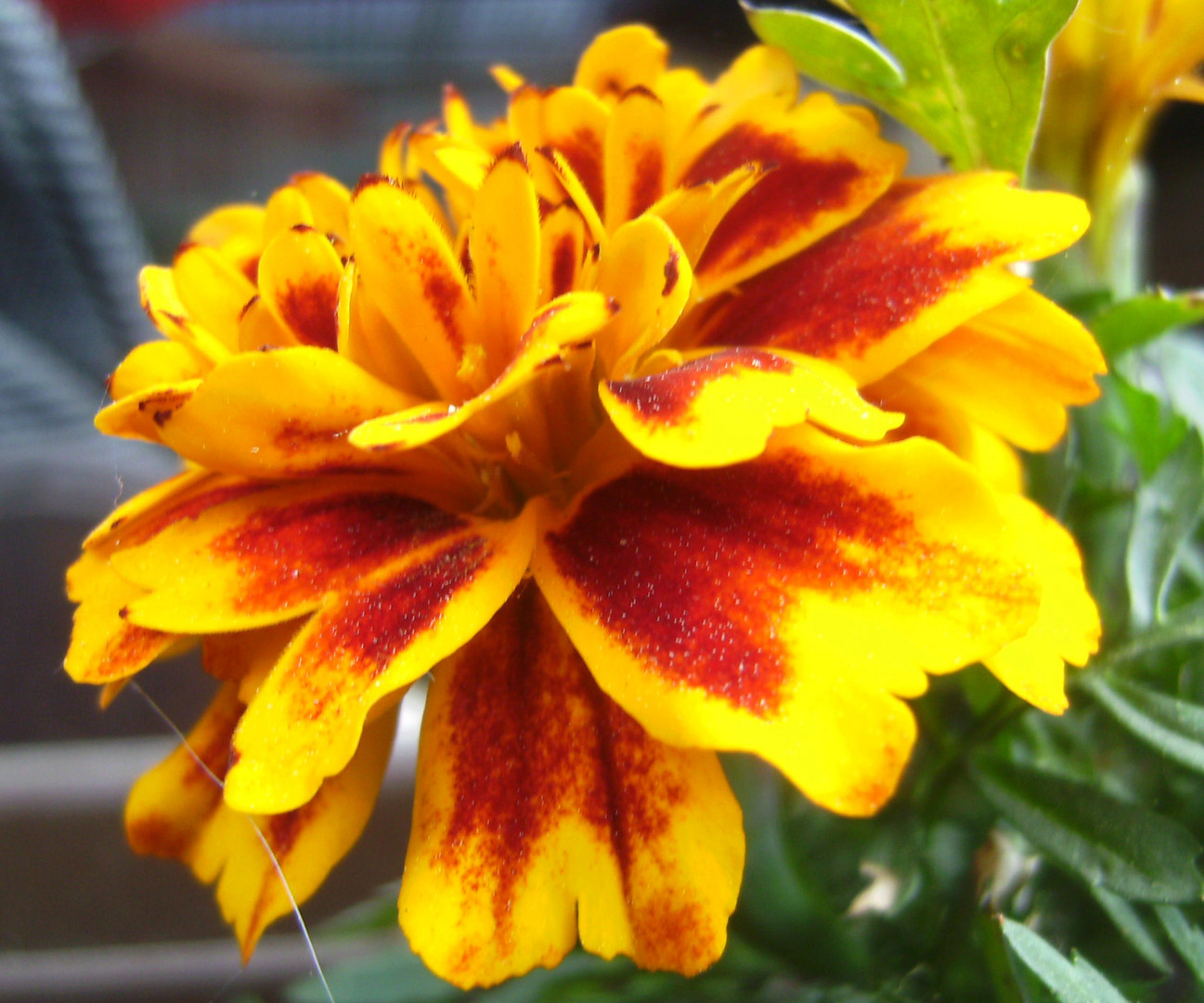 Studentenblume in meinem Garten