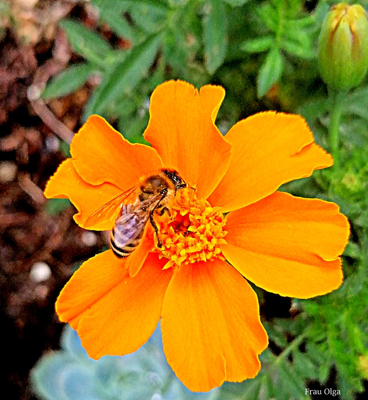 Studentenblume mit Bienenbesuch