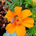 Studentenblume mit Bienenbesuch