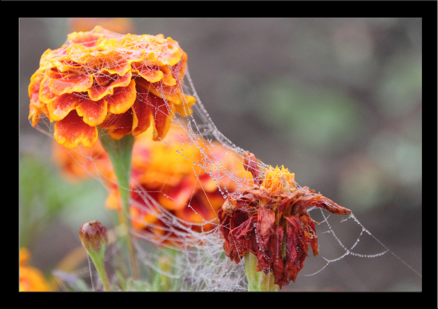 Studentenblume mit Perlenkette