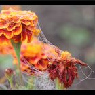 Studentenblume mit Perlenkette