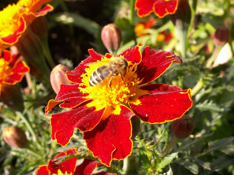 Studentenblume sucht Honigbiene für gemeinsamen Pollenspaß