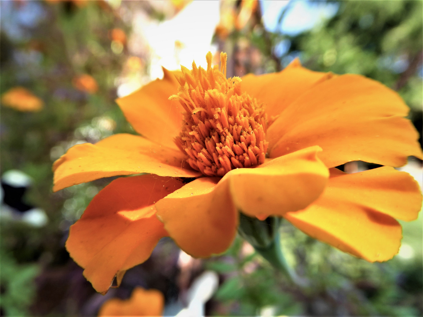 Studentenblume - Tagetes