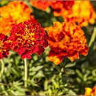 Studentenblume-Tagetes