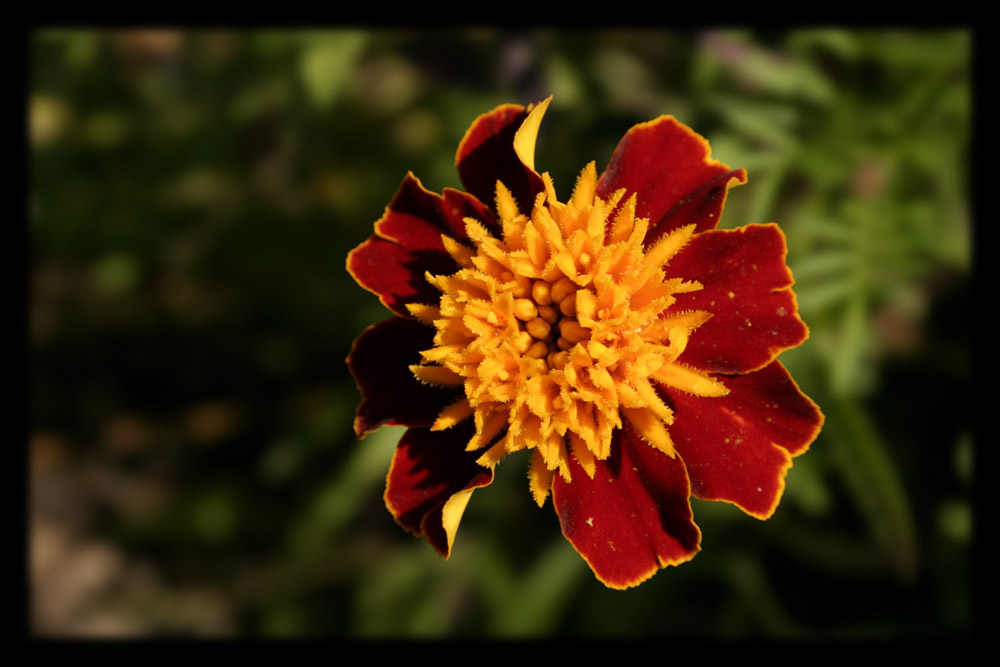 Studentenblume (Tagetes)