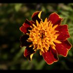 Studentenblume (Tagetes)