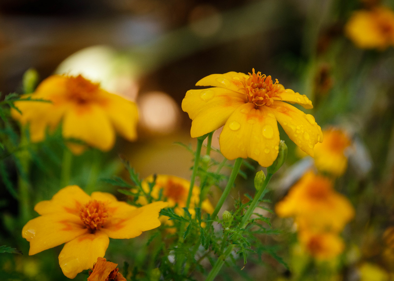 Studentenblumen