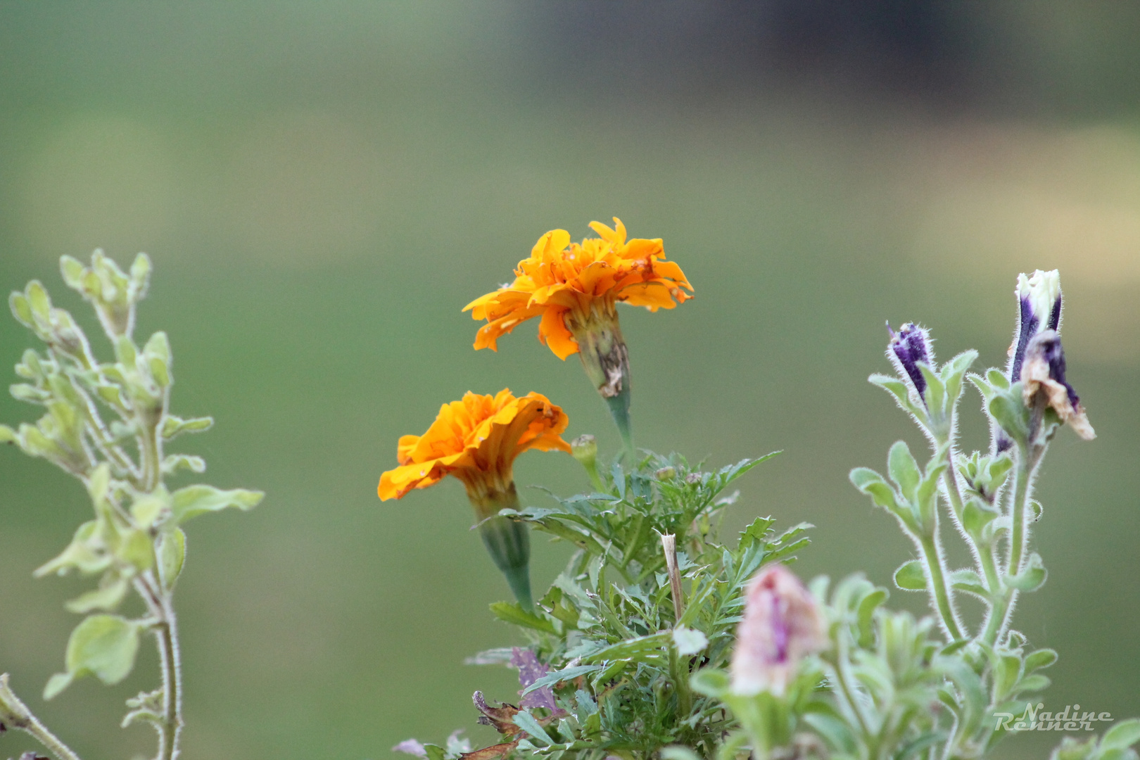 Studentenblumen.