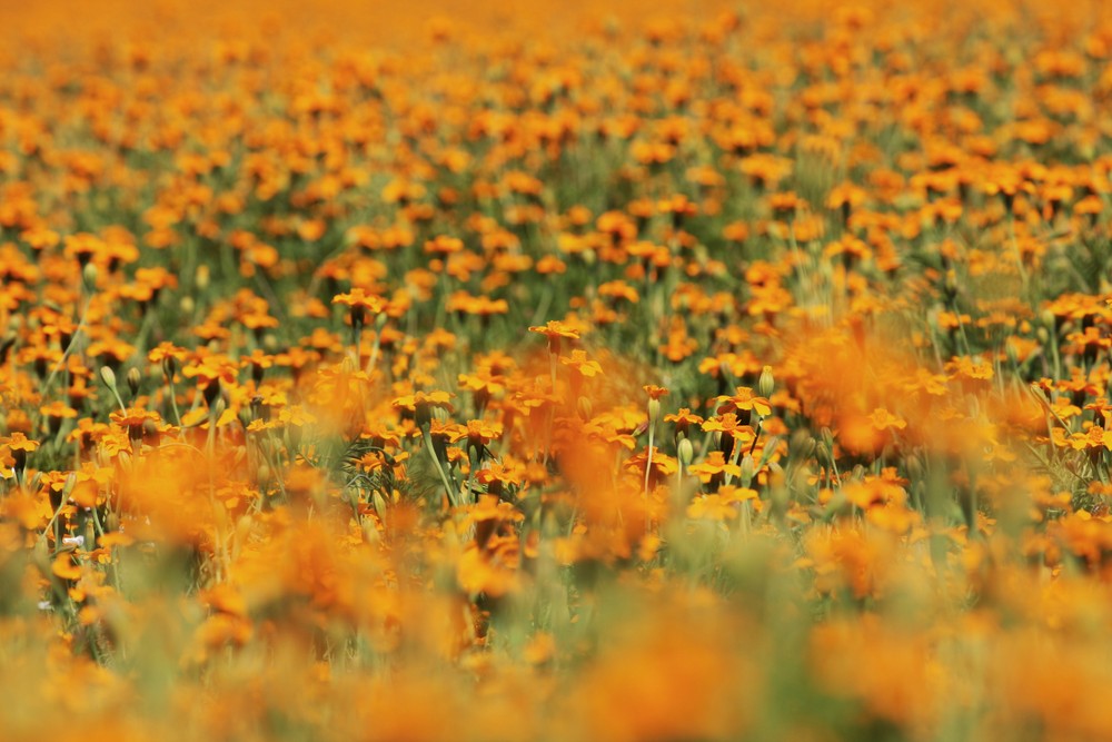 studentenblumen