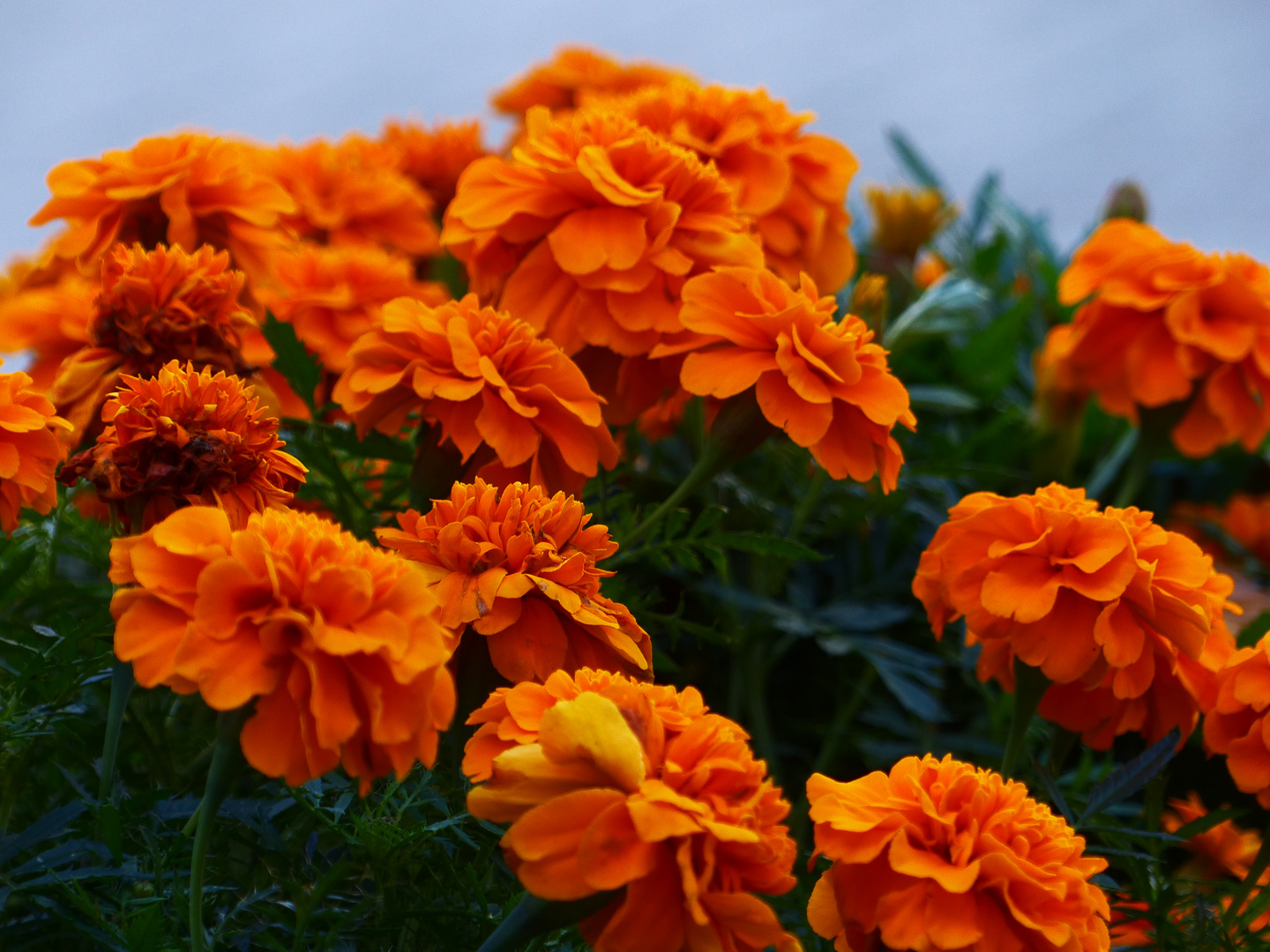 Studentenblumen im Oktober Foto & Bild pflanzen, pilze & flechten