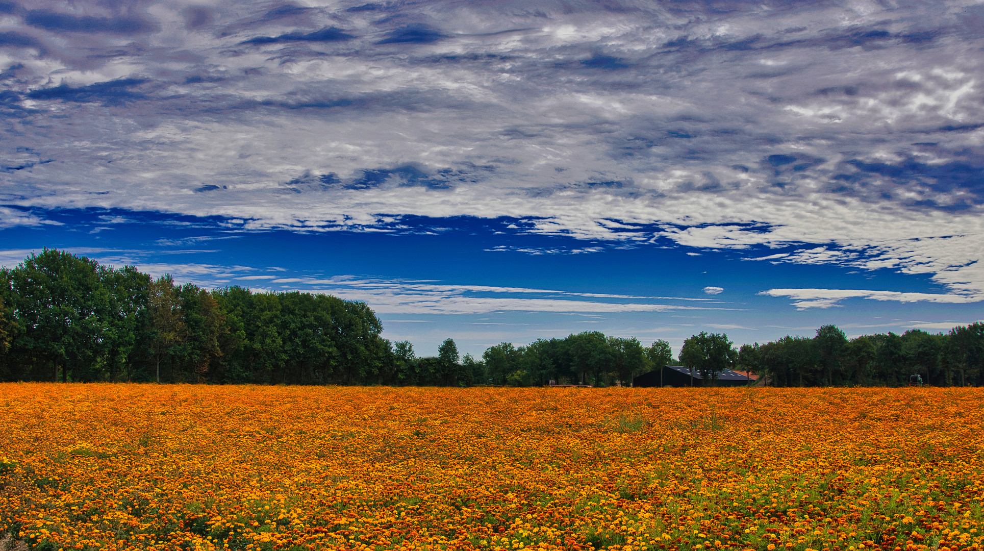 Studentenblumenwiese