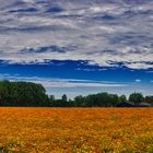 Studentenblumenwiese