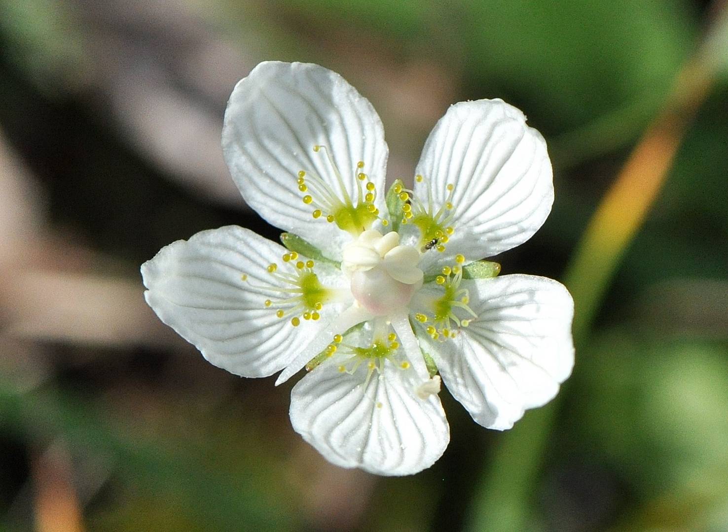 Studentenröschen, Sumpf-Herzblatt, Parnassia plustriws