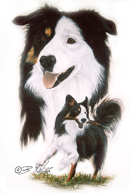 Studie Bordercollie - Pastellkreide