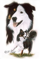 Studie Bordercollie - Pastellkreide