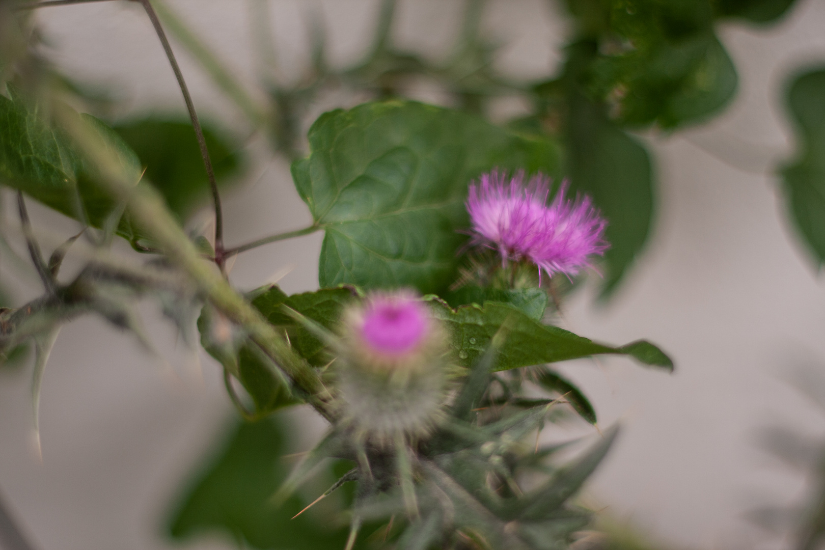 studie einer distel in s-w und farbe