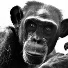 Studie Schimpanse SW 1