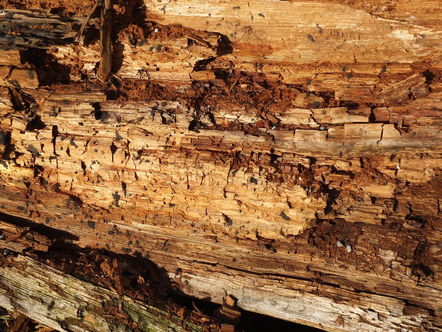 Studie von morschem Holz mit Mikroorganismen