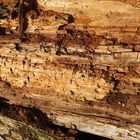 Studie von morschem Holz mit Mikroorganismen