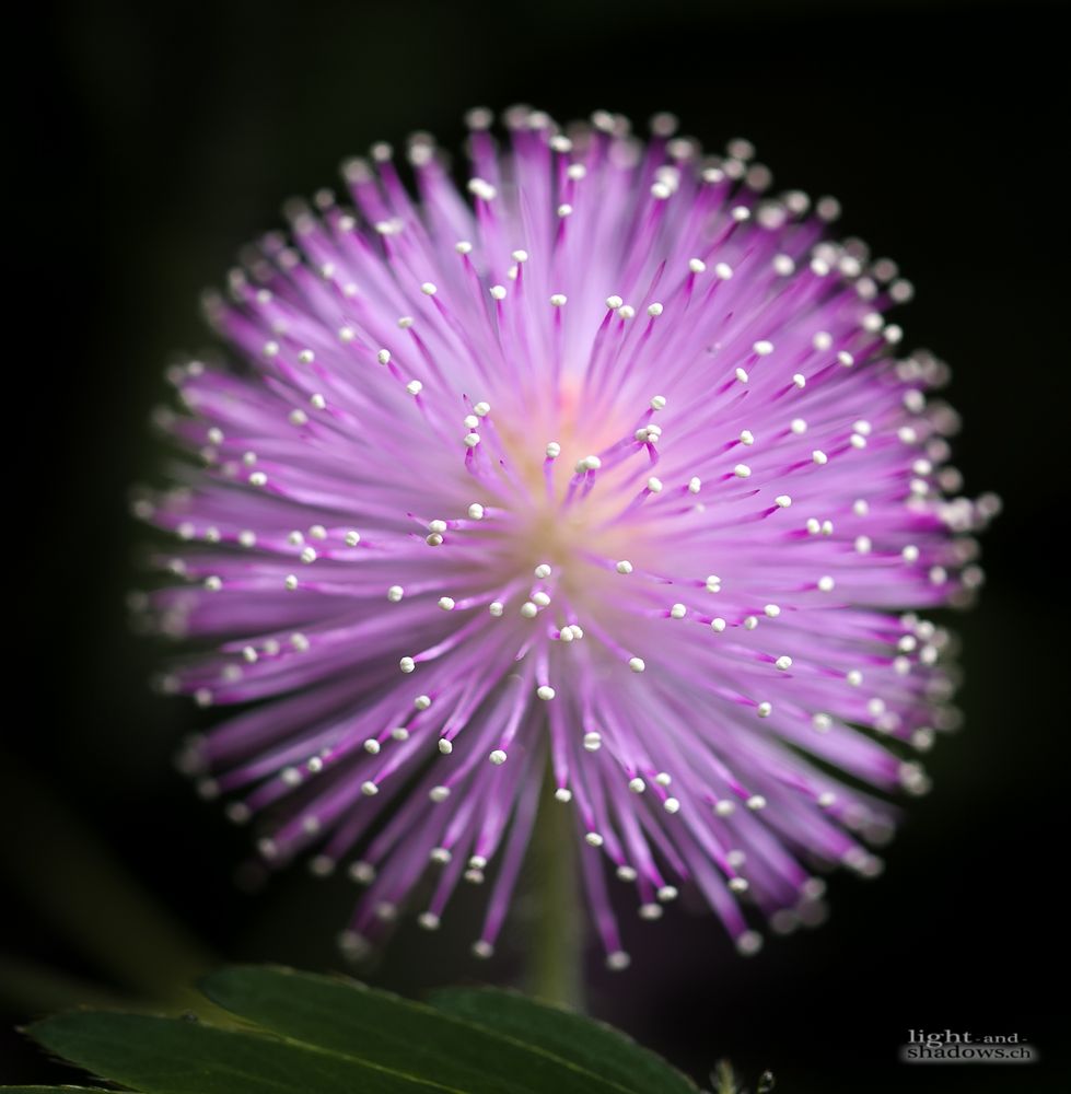 Studie zur Mimosa Pudica