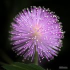 Studie zur Mimosa Pudica