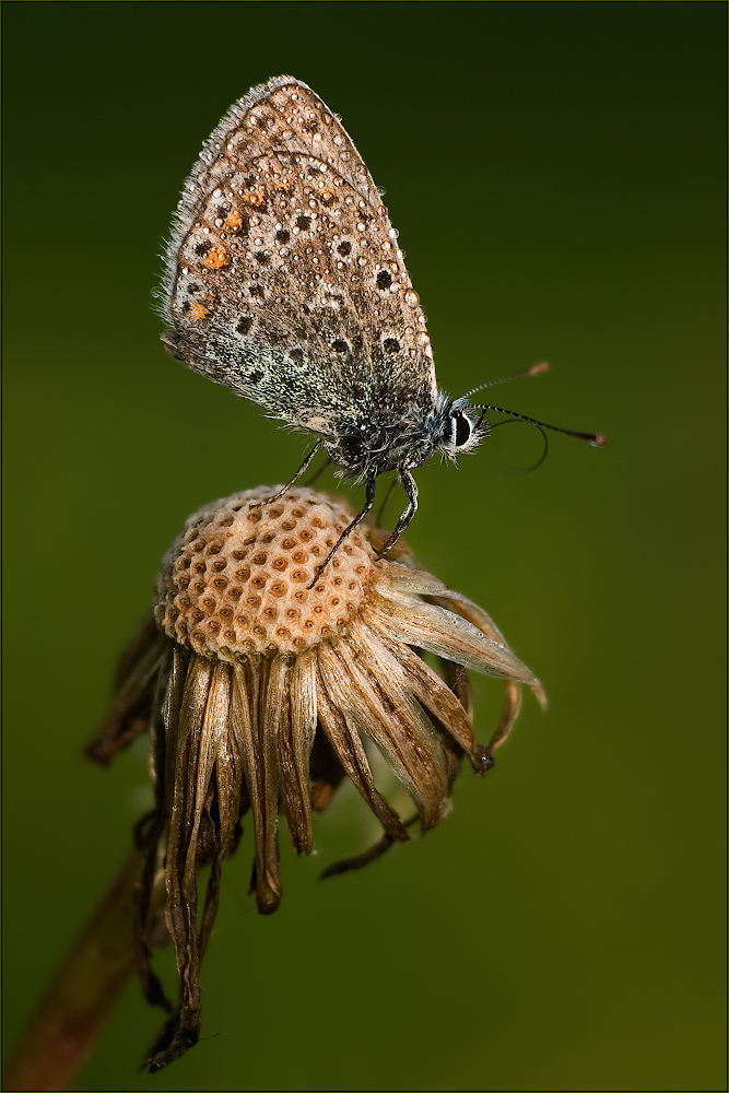 Studio Natur