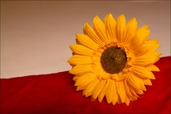 Studio-Sonnenblume