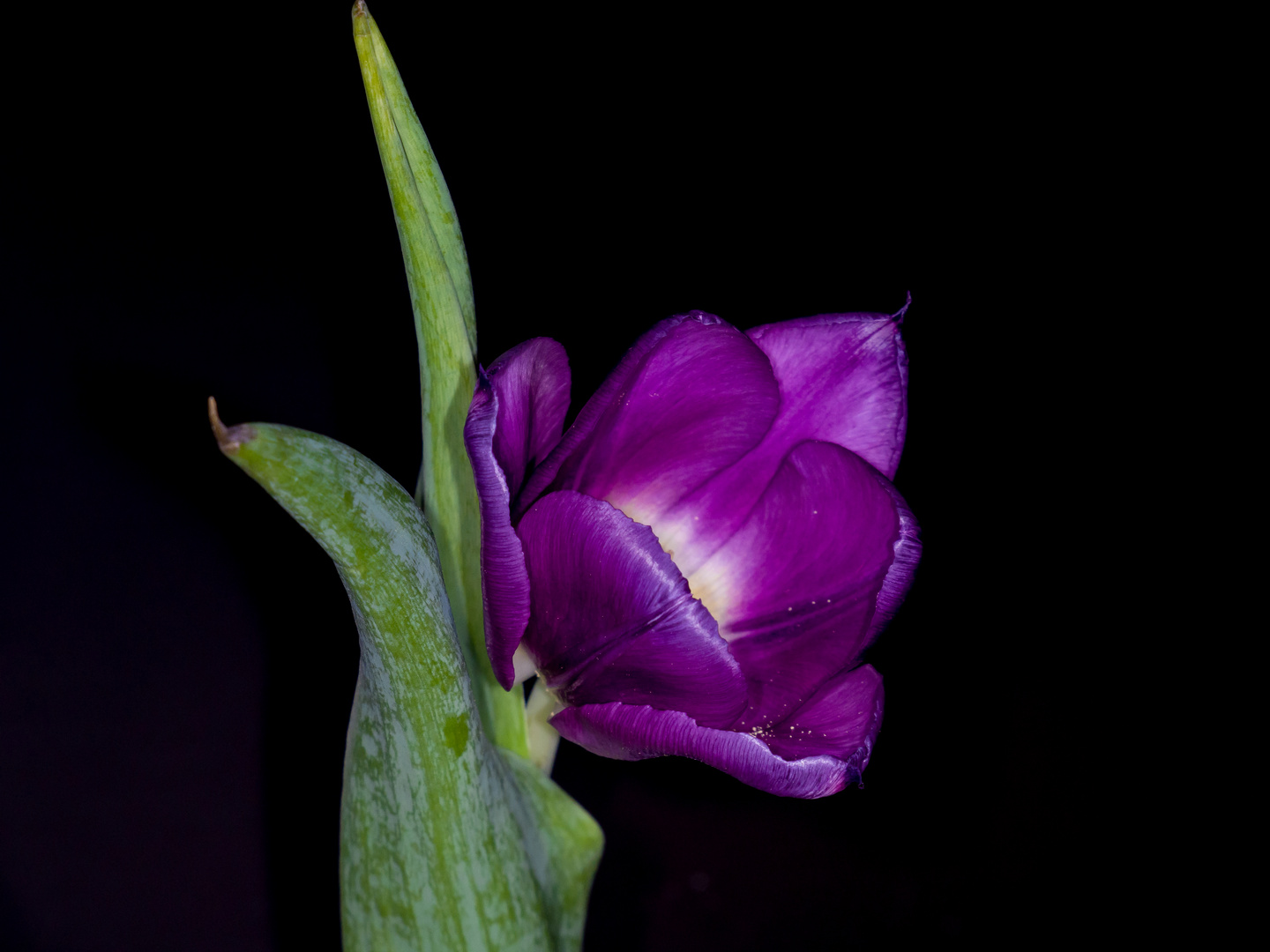 Studio-Tulpe lila